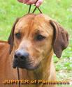 Jupiter of Parnassus Rhodesian Ridgeback