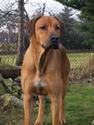 Jupiter of Parnassus Rhodesian Ridgeback